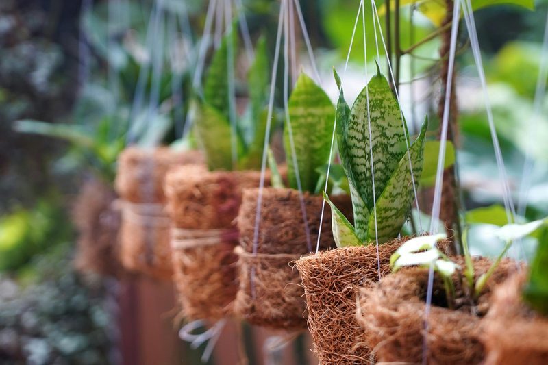 Air Layering Houseplants: Propagate Woody Stems That Won't Root