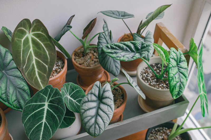 Alocasia Care Indoors: Fix Elephant Ear Leaf Drop