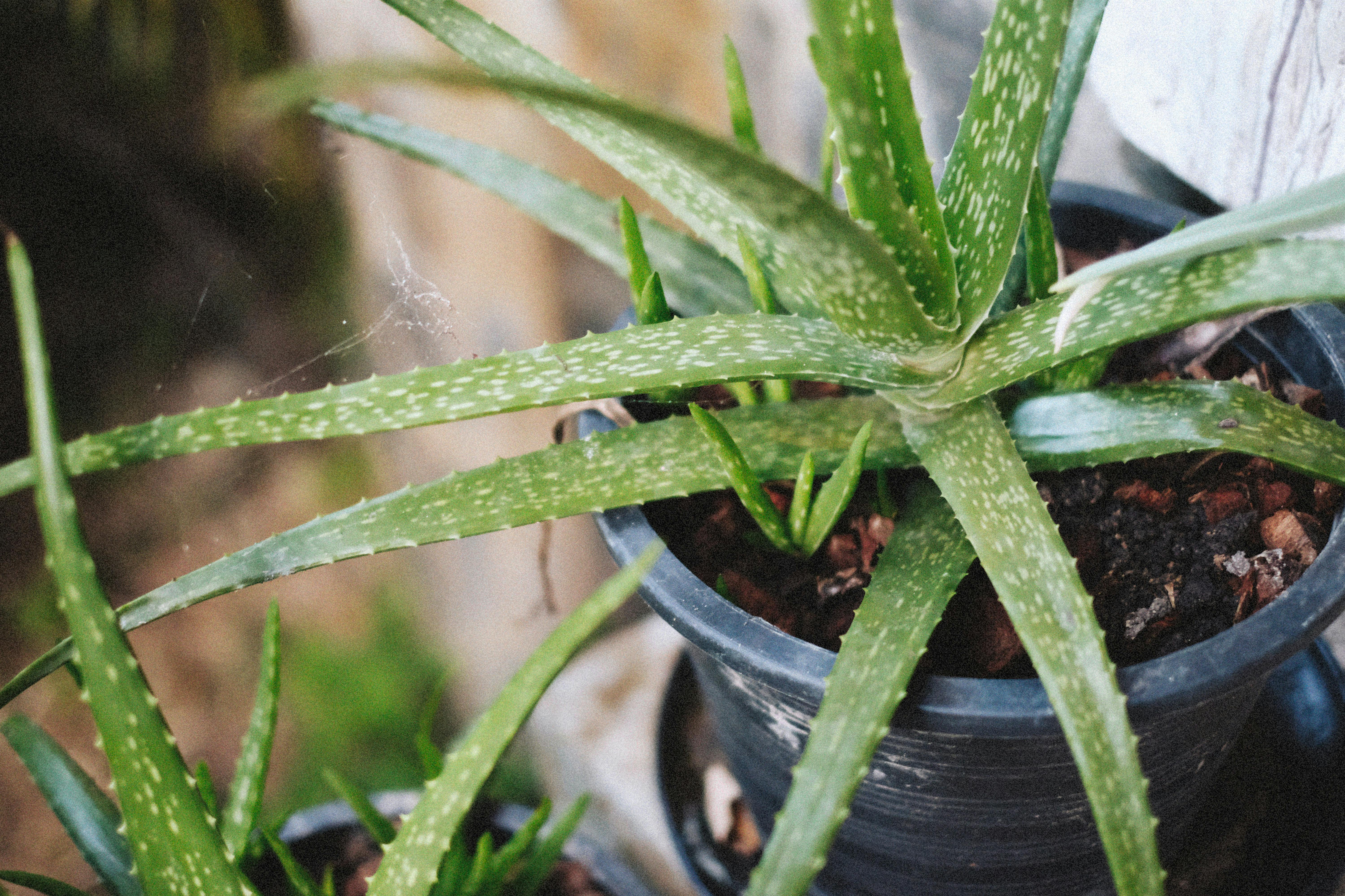 Aloe Vera Plant Care and Uses