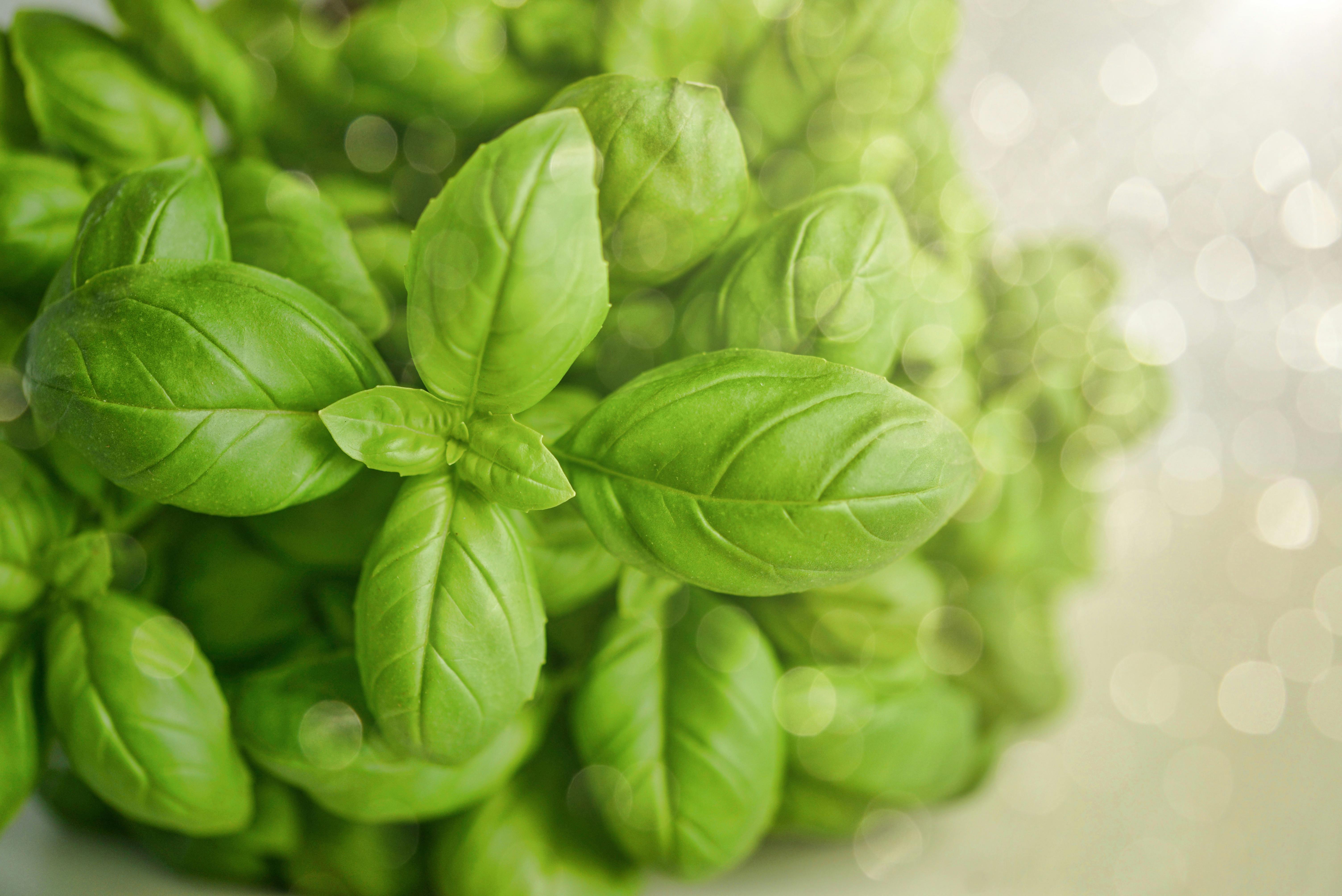 Basil Companion Planting Guide