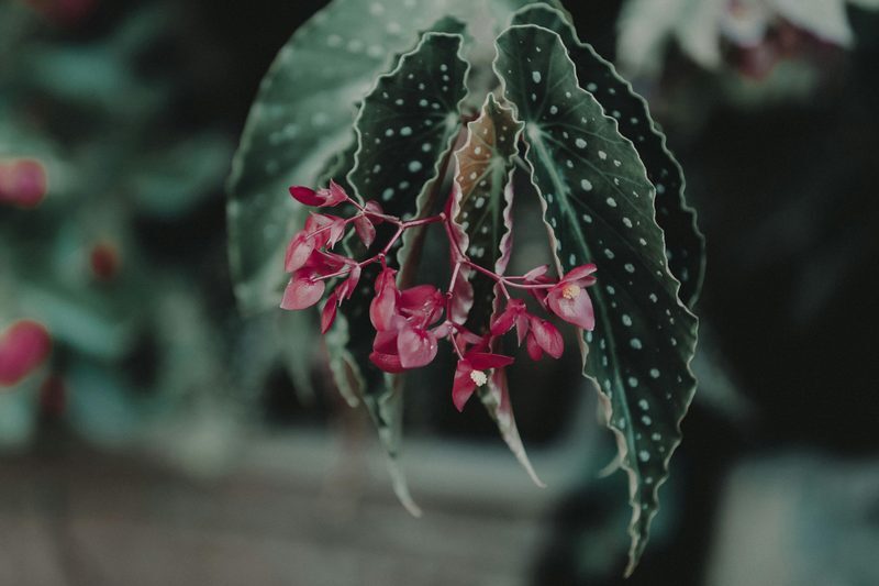 Begonia Care Indoors: Grow Blooming and Foliage Types
