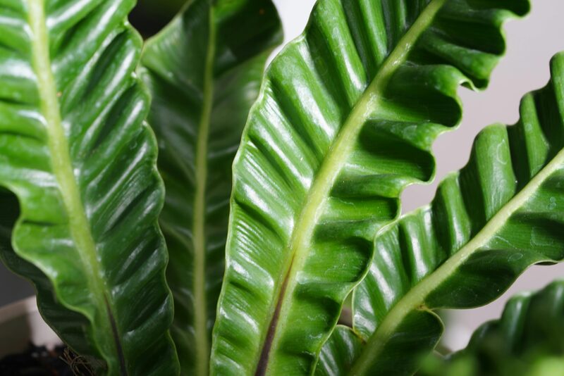 Bird's Nest Fern Care: Light and Watering for Glossy, Crack-Free Fronds