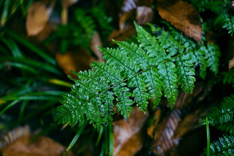 Boston Fern vs Maidenhair vs Kimberly Queen: Which Indoor Fern Is Right for You?