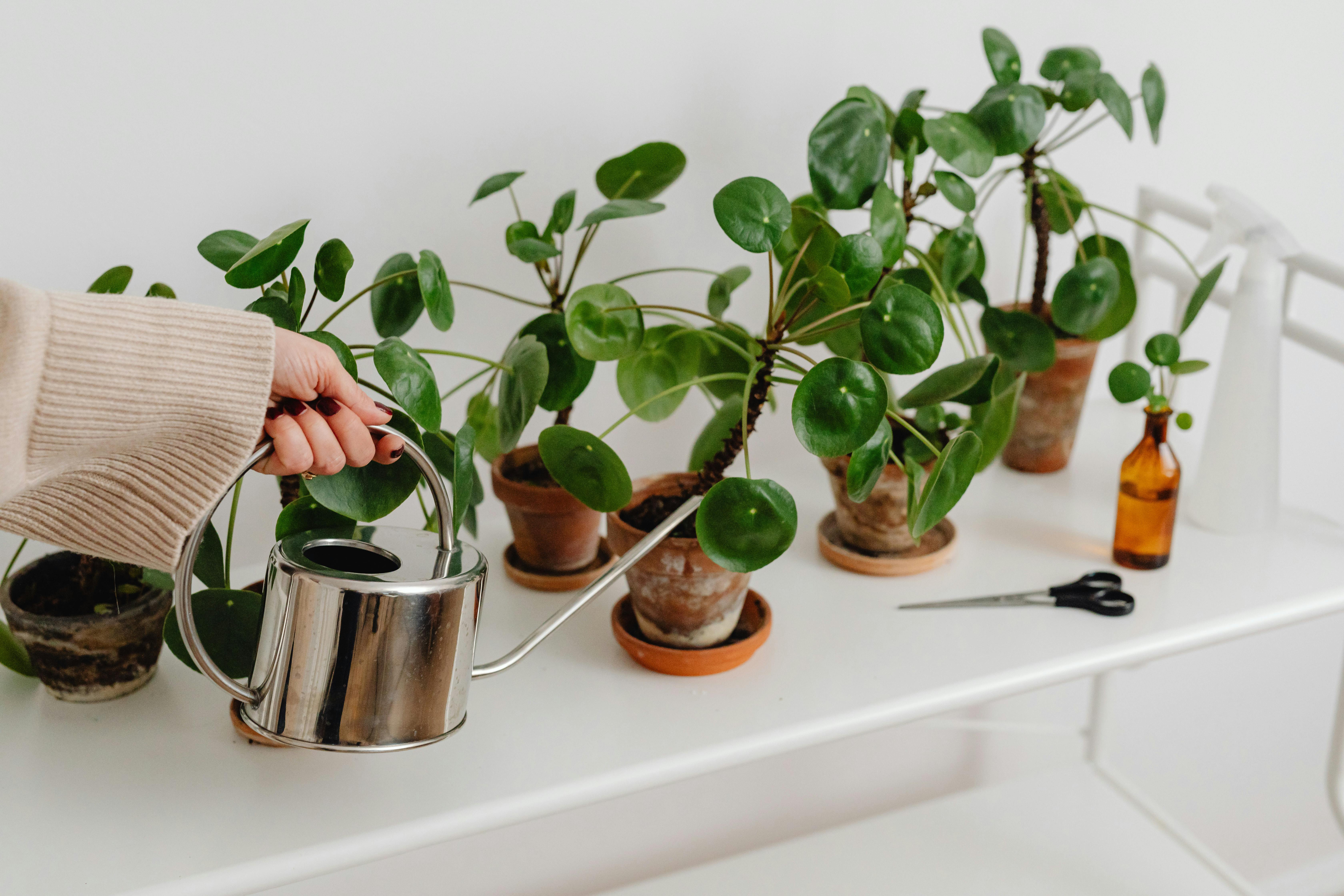 Bottom Watering Plants Explained