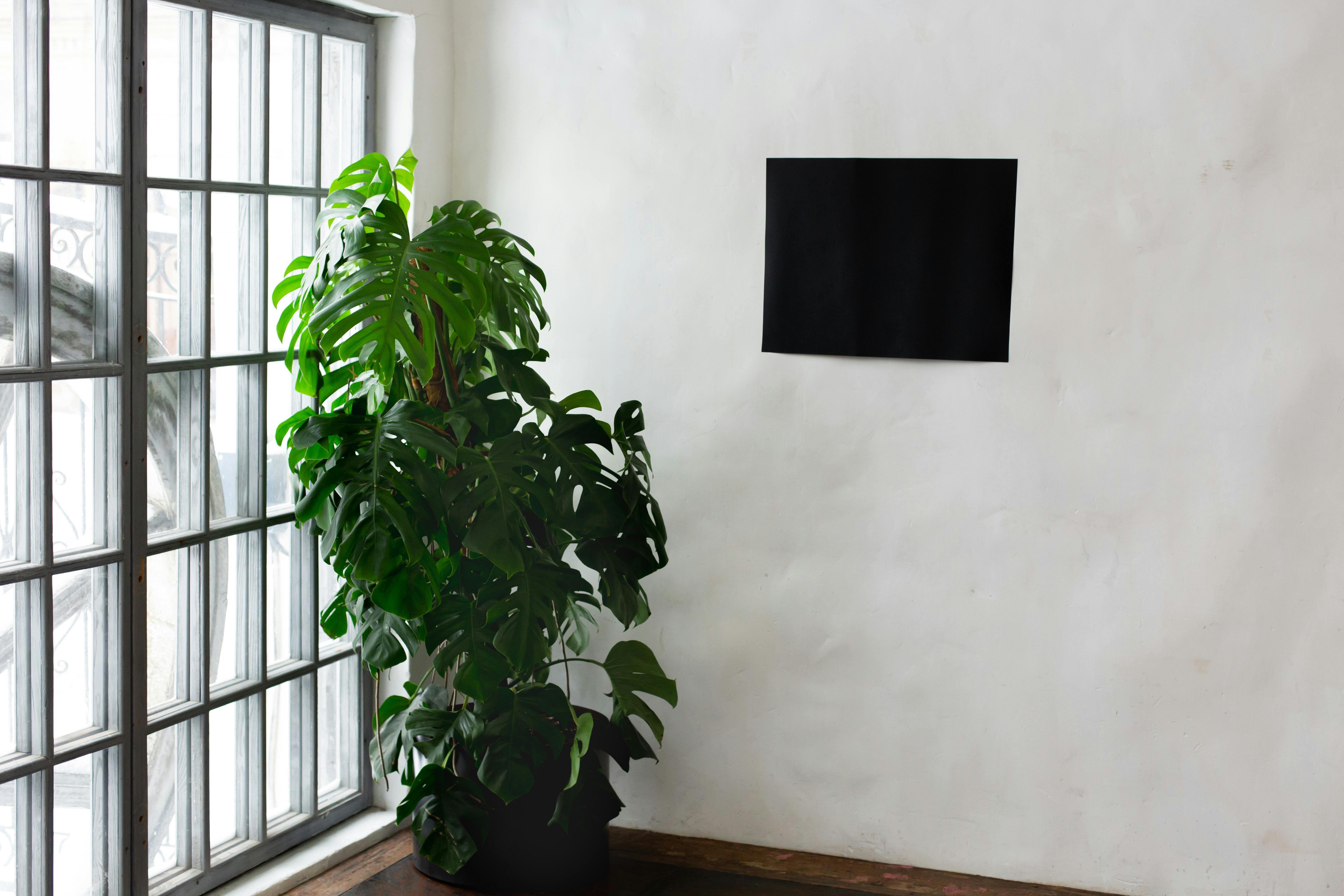 Bring Plants Inside Timing