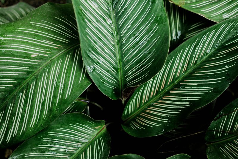 Calathea Orbifolia vs Ornata vs White Fusion: Care Differences for the 3 Most Popular Species