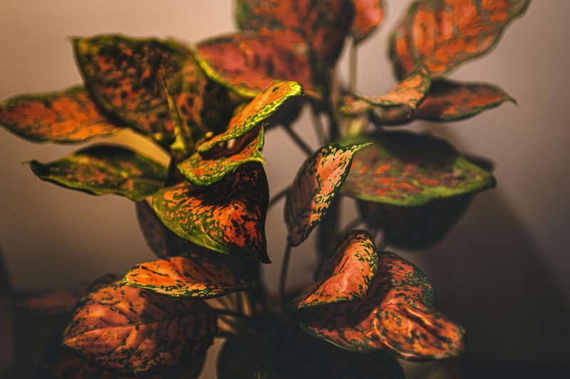 Chinese Evergreen Care: Bold Foliage in Low Light