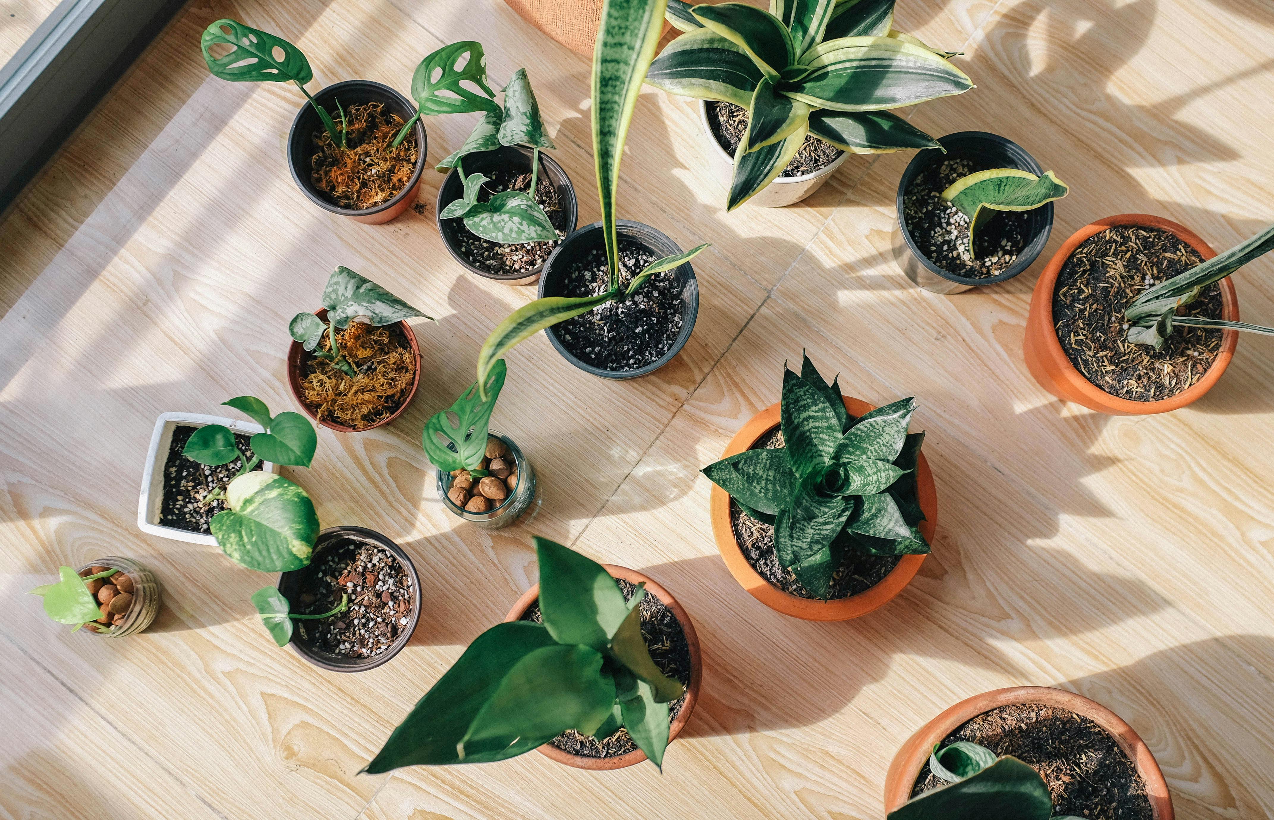 Common Houseplant Mistakes Fixes