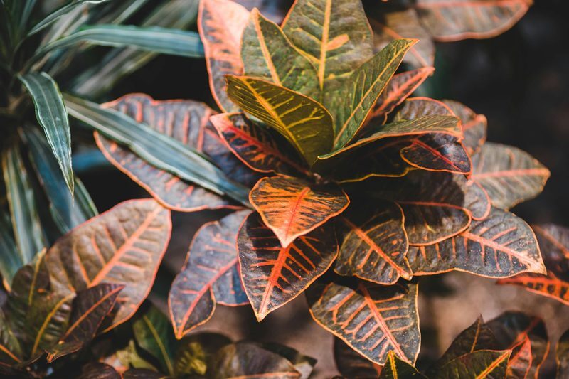 Croton Plant Care: Vivid Colors Without Leaf Drop