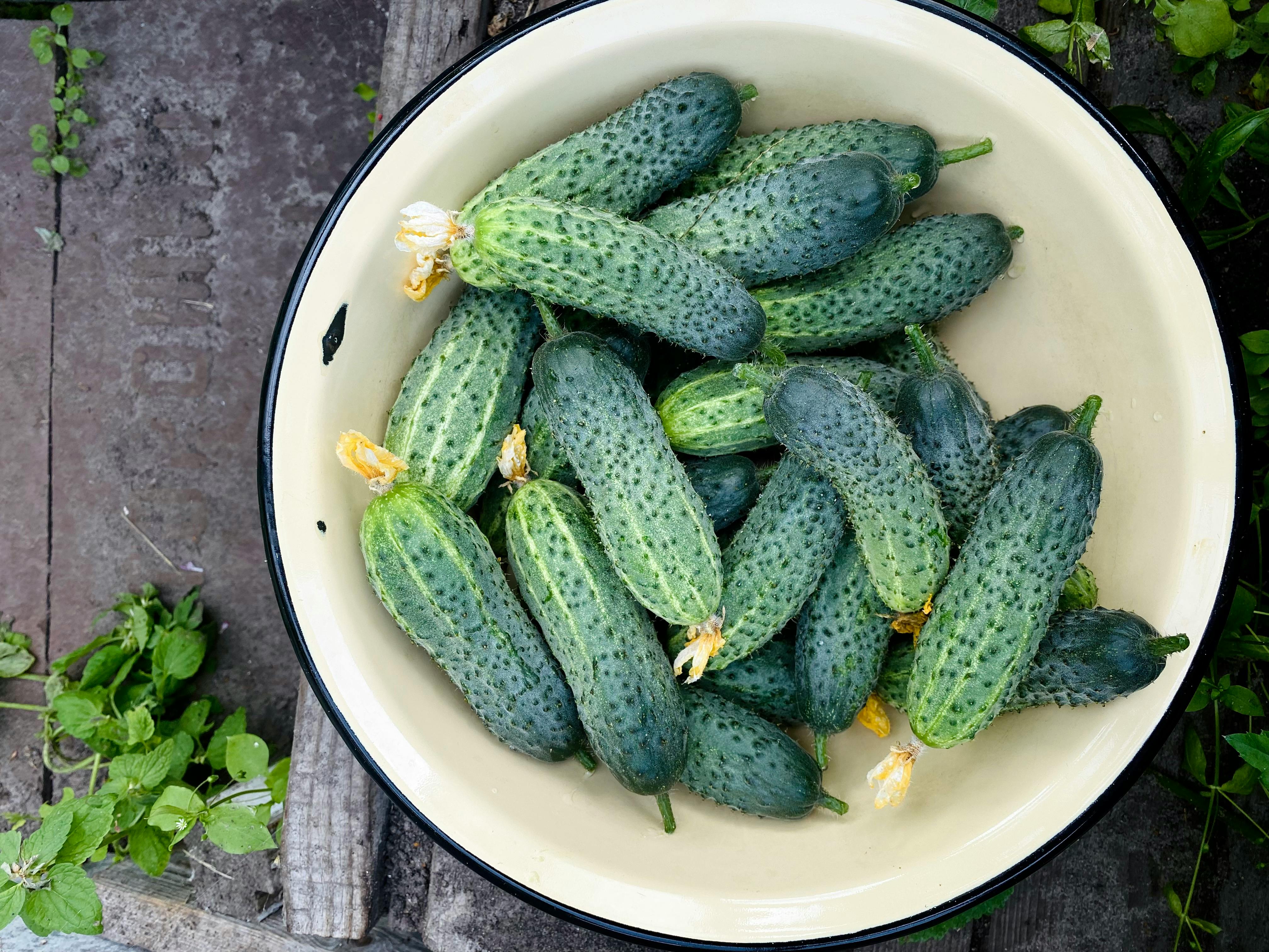 Cucumber Companion Plants Guide