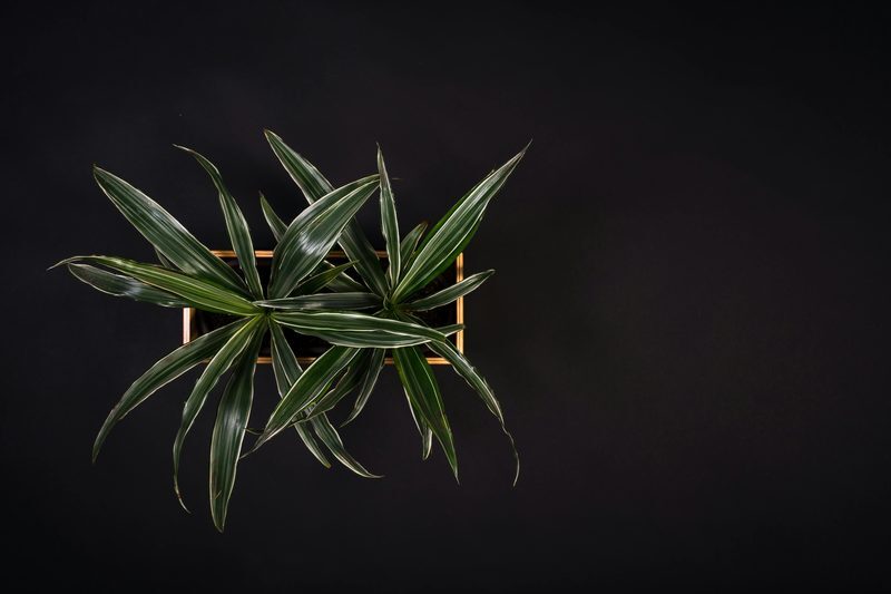 Dracaena Care: Grow, Water, and Troubleshoot Indoor Dracaenas