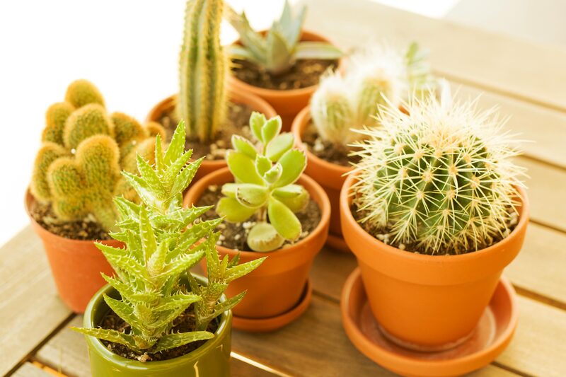 Drought Tolerant Houseplants: Best for Forgetful Plant Parents