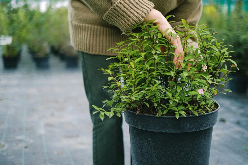 Fertilizing Outdoor Container Plants: Why Pots Need More Feeding
