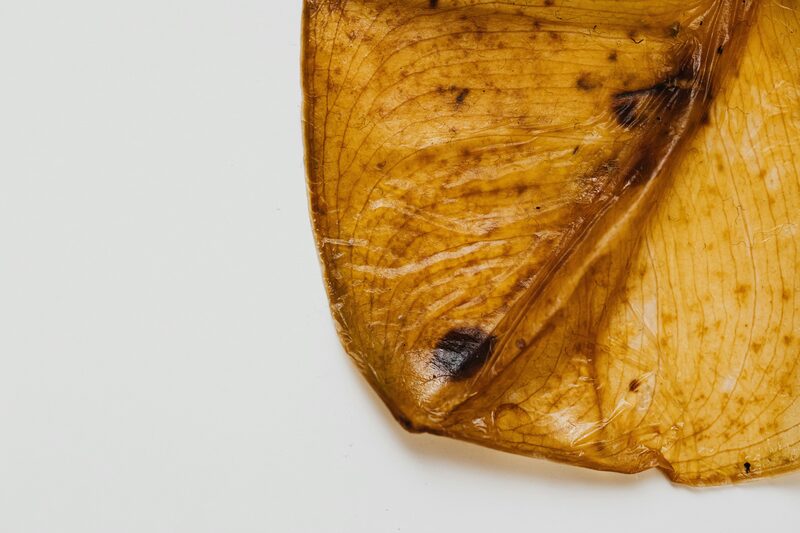Fiddle Leaf Fig Brown Spots: How to Identify Each Cause (With Photos)