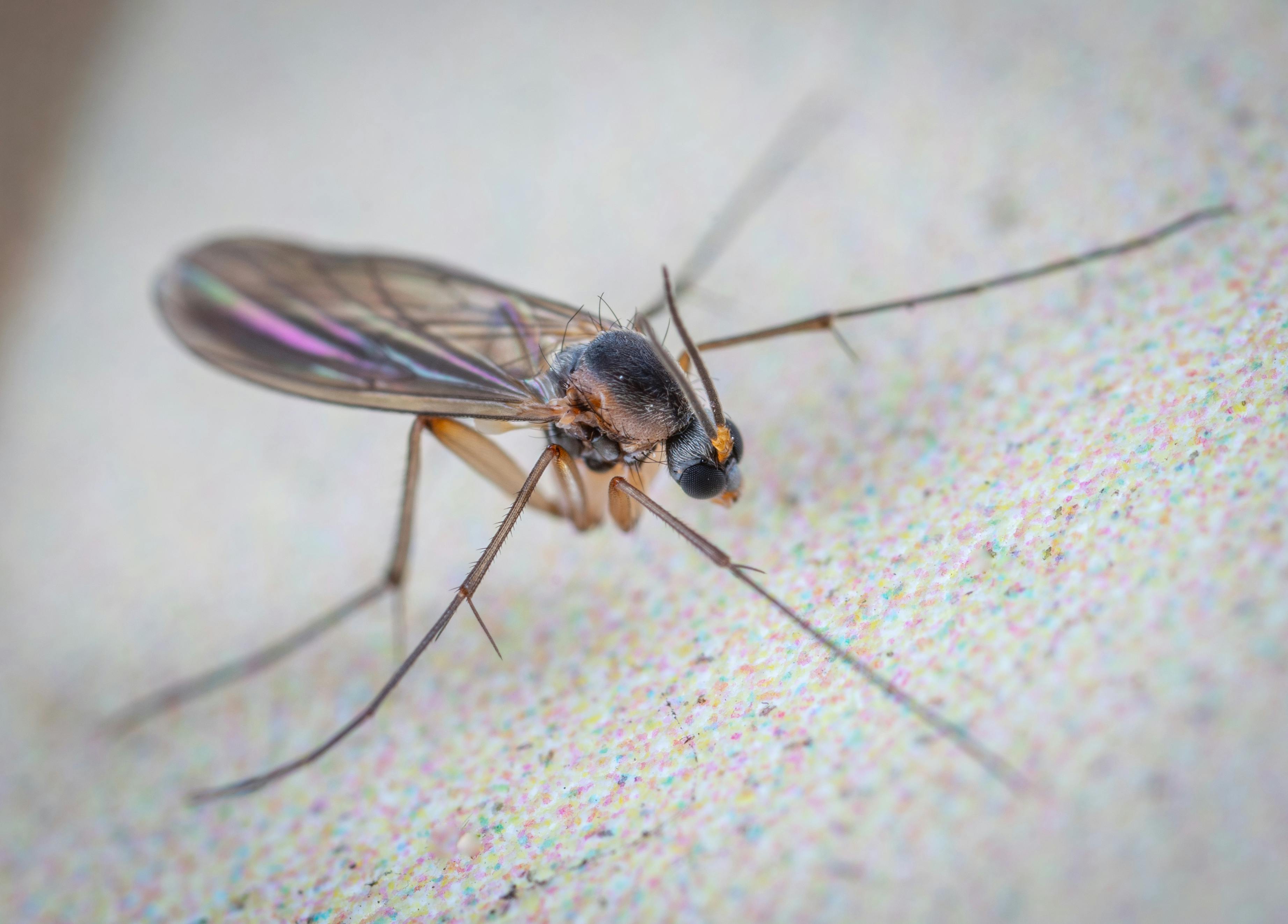How to Get Rid of Fungus Gnats