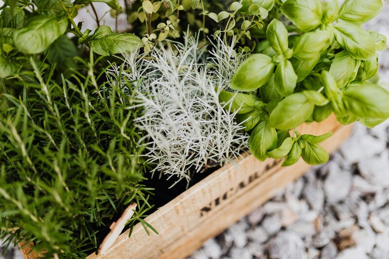 Growing Herbs Indoors: Which Herbs Thrive on a Windowsill