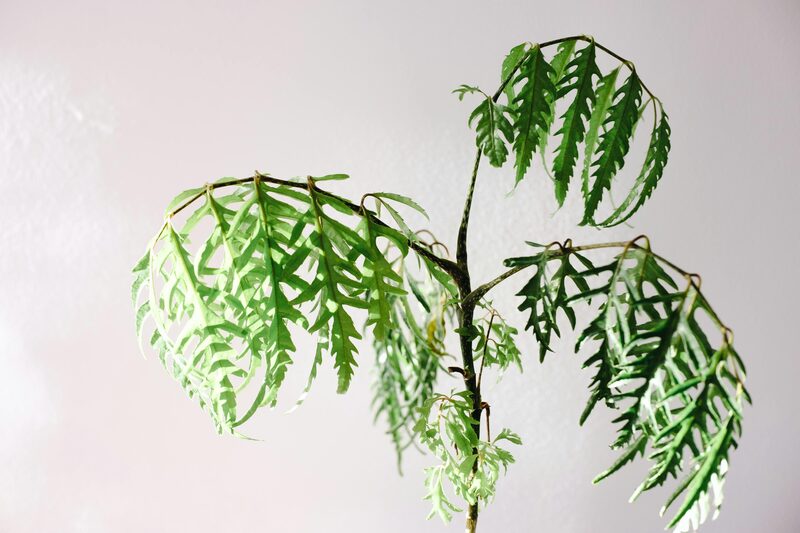 Houseplant Leaves Drooping: Diagnose the Real Cause
