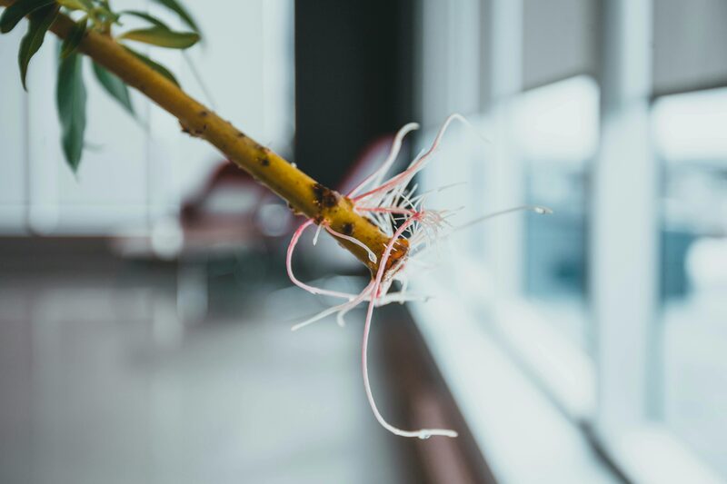 Houseplant Stem Rot: Identify and Save Your Plant Early