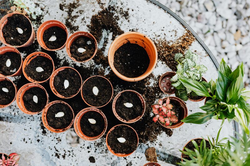 How to Grow Houseplants From Seed: What's Worth the Effort