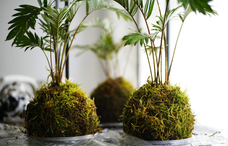 How to Make a Kokedama: Grow Plants in Japanese Moss Balls