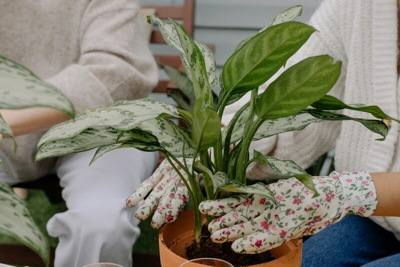 How to Propagate Calathea by Division: Step-by-Step Guide