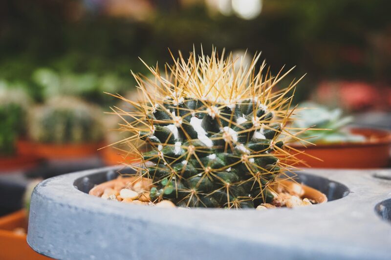 Indoor Cactus Care: Grow Desert Cacti Without Overwatering