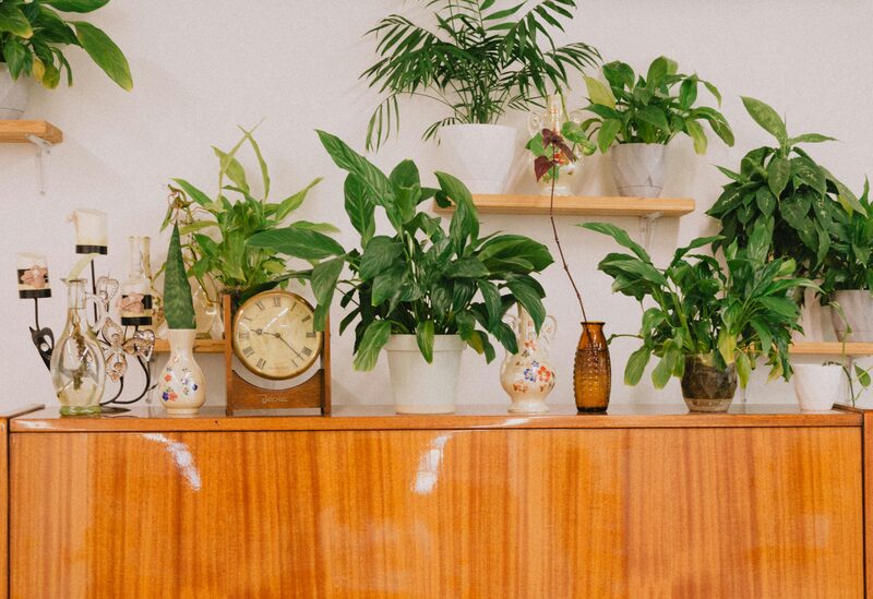 Indoor Plant Shelf Ideas: Build a Lush Green Corner
