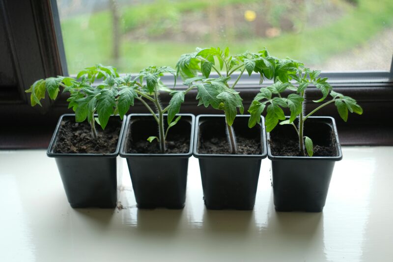 Indoor Vegetable Garden: What Grows Well Under Lights