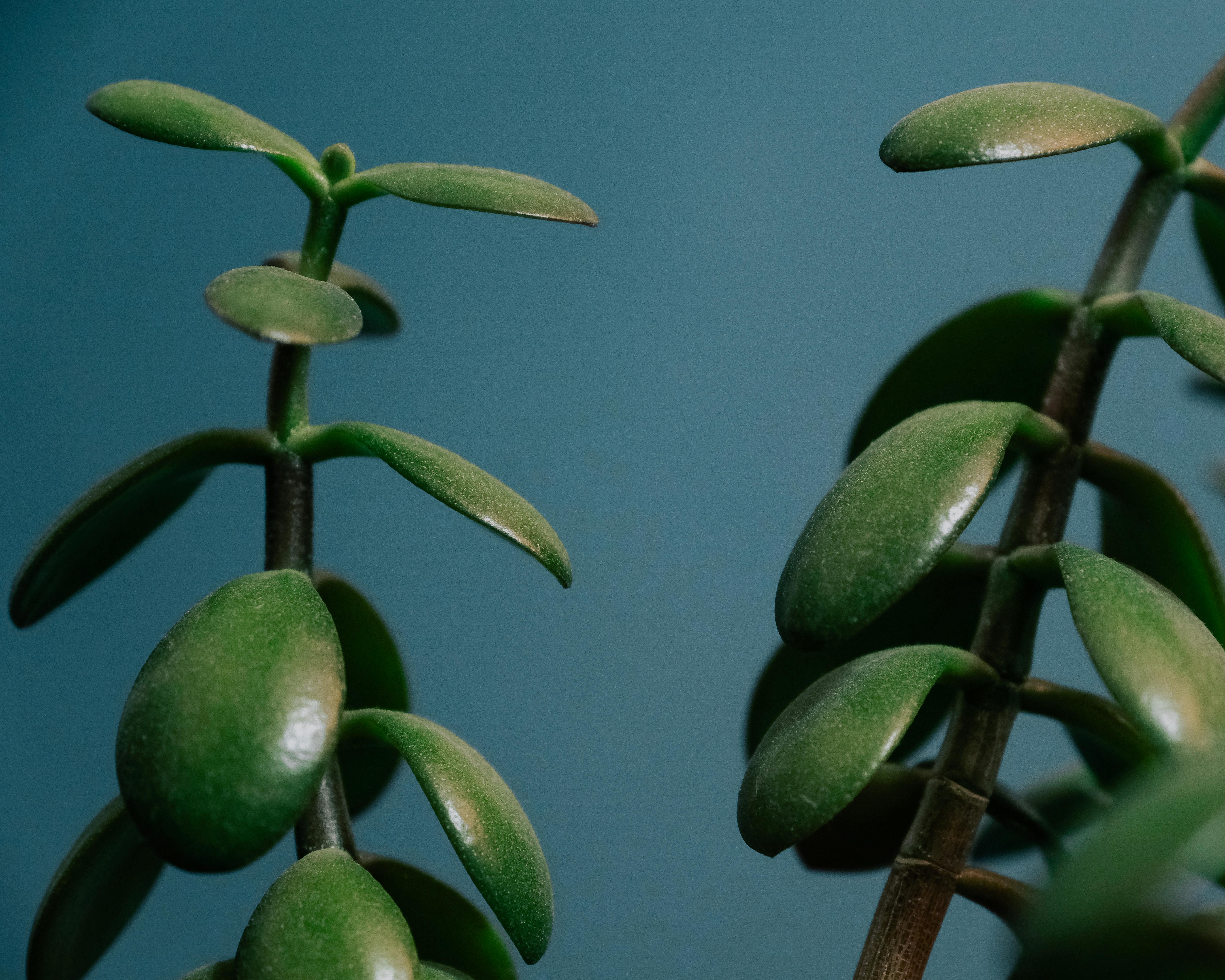 Jade Plant Care: How to Grow and Maintain