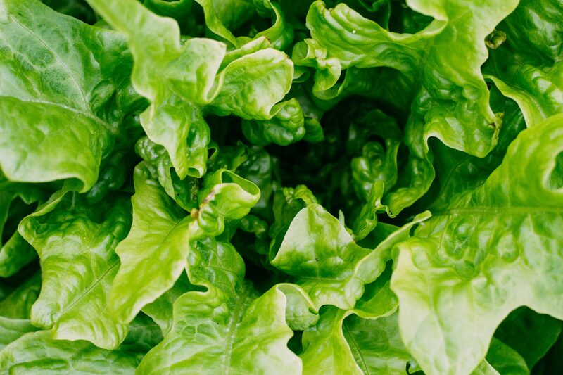 Lettuce Companion Plants: Improve Yield and Reduce Pests
