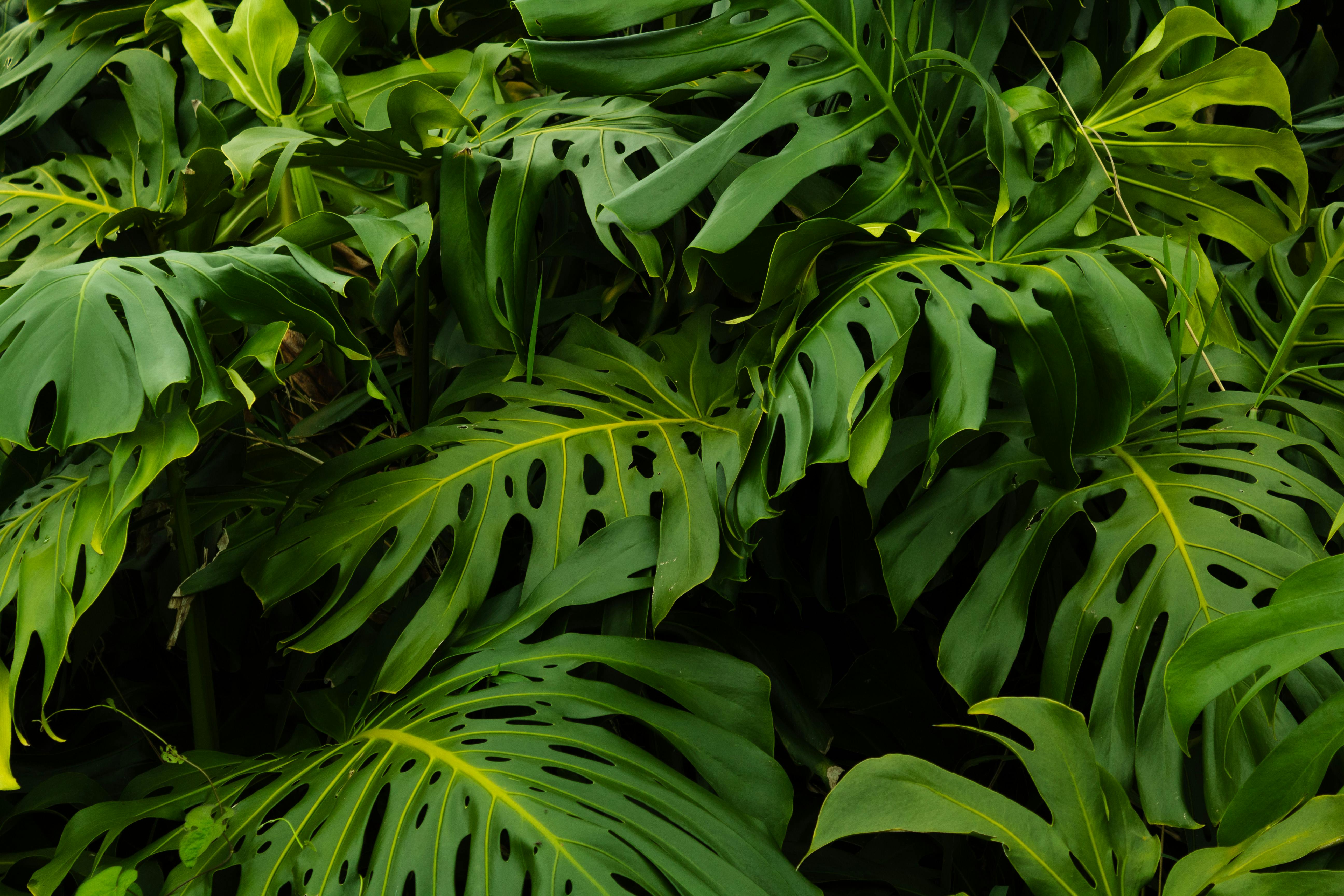 Monstera Deliciosa Care Guide