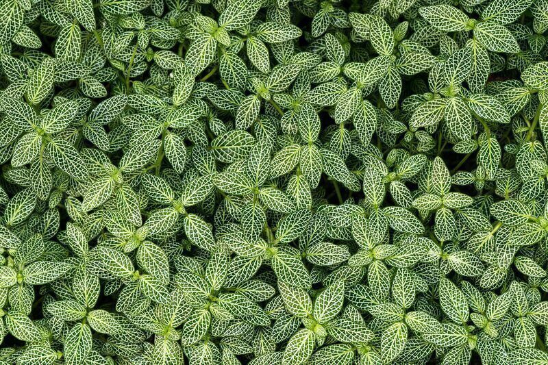 Nerve Plant Care: Revive Your Fittonia Quickly