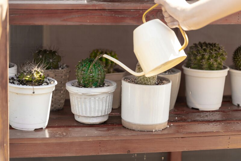 Overwatering vs Underwatering: The Diagnostic Chart I Use With Every Plant
