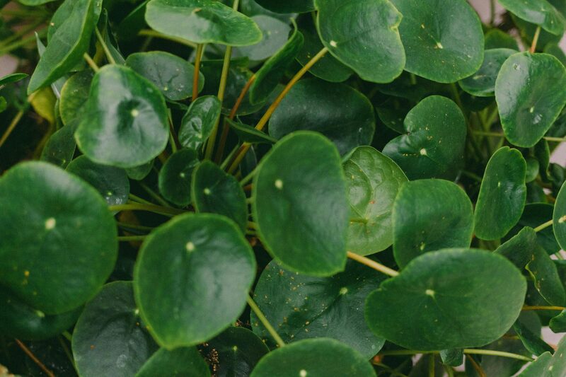 Pilea Peperomioides Care: Grow and Multiply Chinese Money Plant