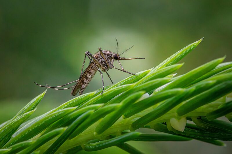 Plants That Repel Mosquitoes: What Actually Works