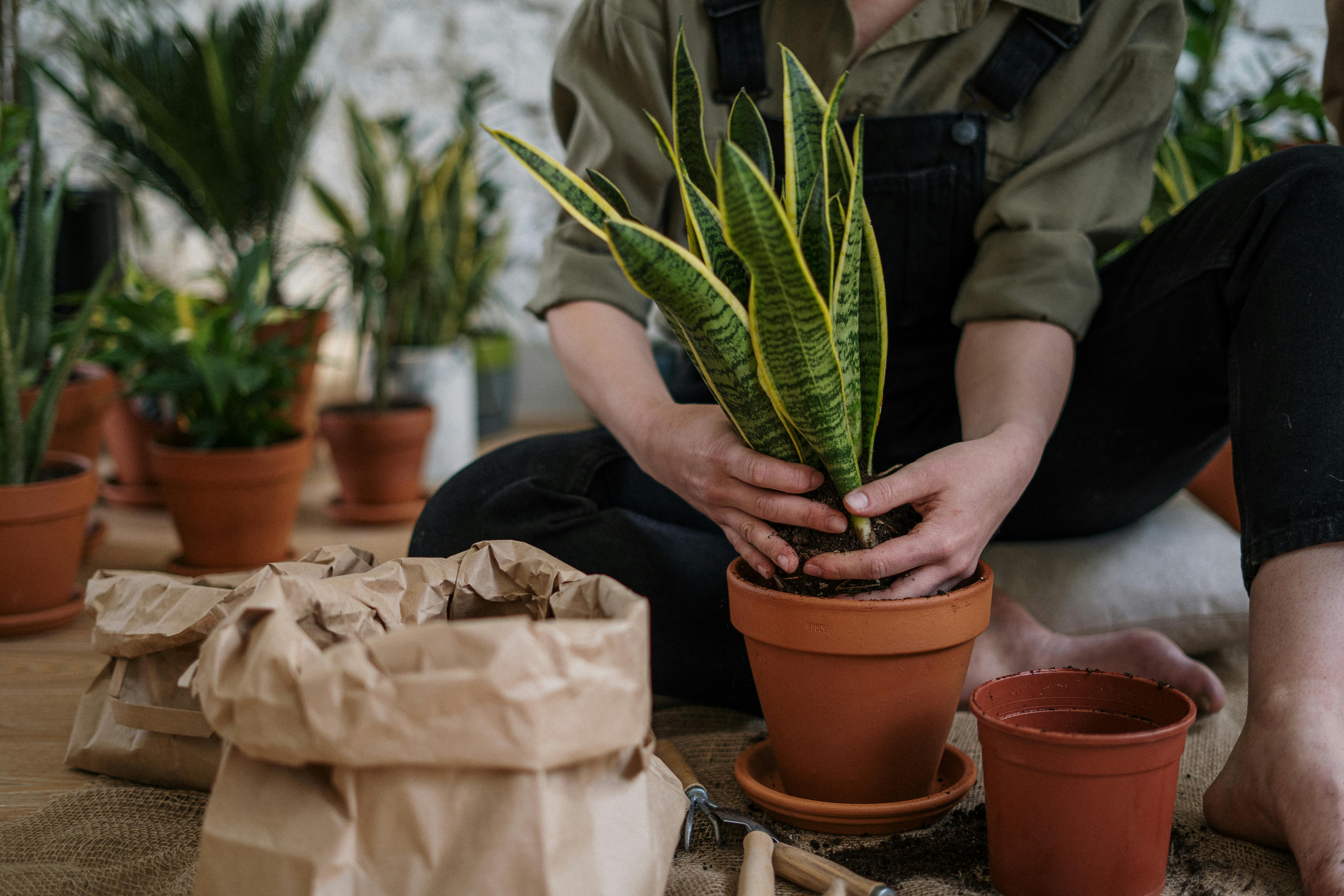 How to Repot a Plant Step-by-Step