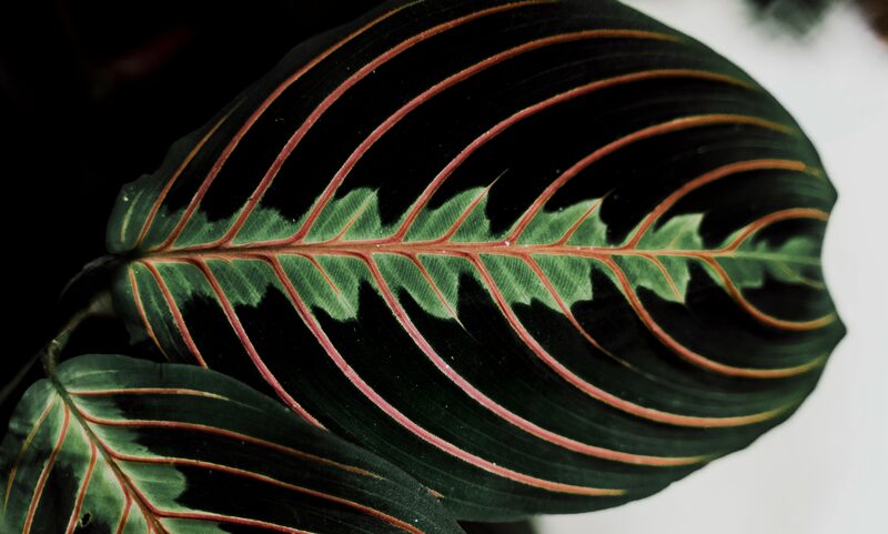 Prayer Plant Care: Keep Maranta Moving and Edges Green