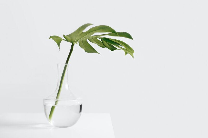 Propagating Monstera in Water vs. Soil: Which Wins?