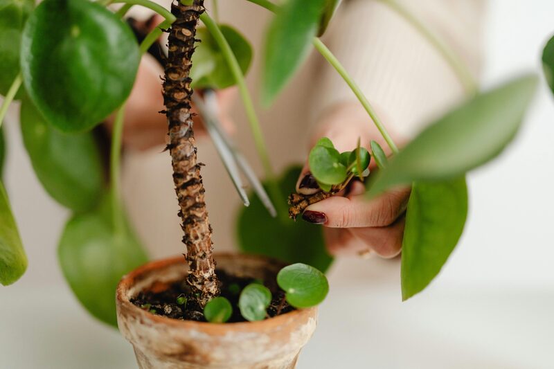 Pruning Houseplants: A Practical Guide for Fuller Growth