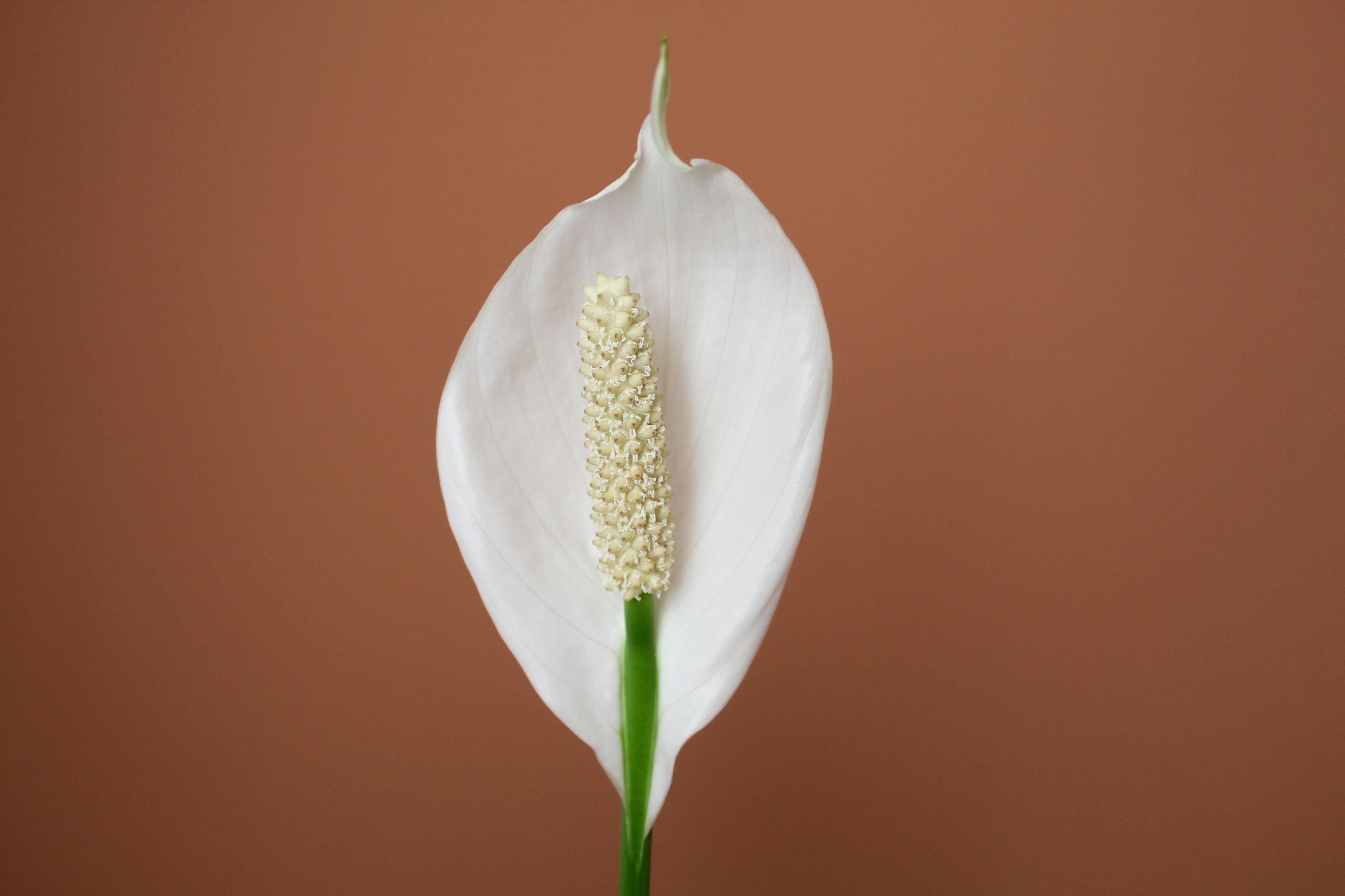 Revive Peace Lily Droop