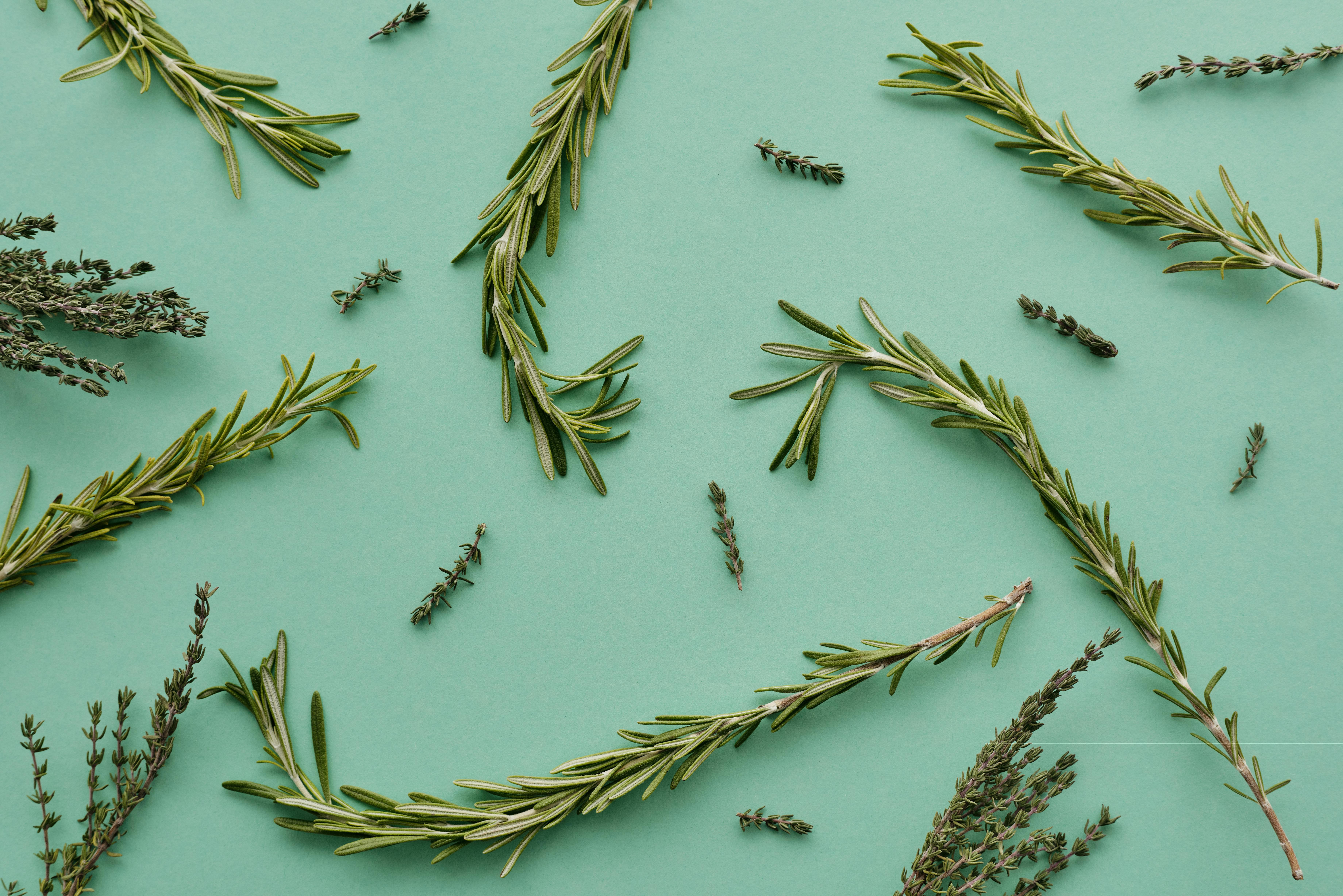 Rosemary Companion Planting Ideas