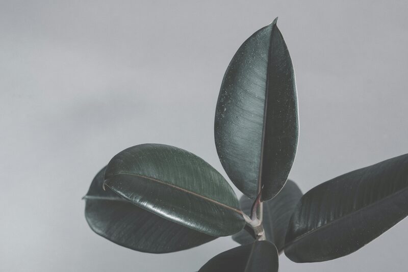 Rubber Plant Care: Keep Ficus Elastica Healthy and Growing
