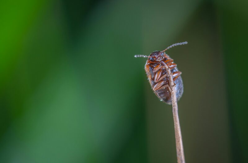 Scale Insects on Houseplants: Identify and Eliminate Them