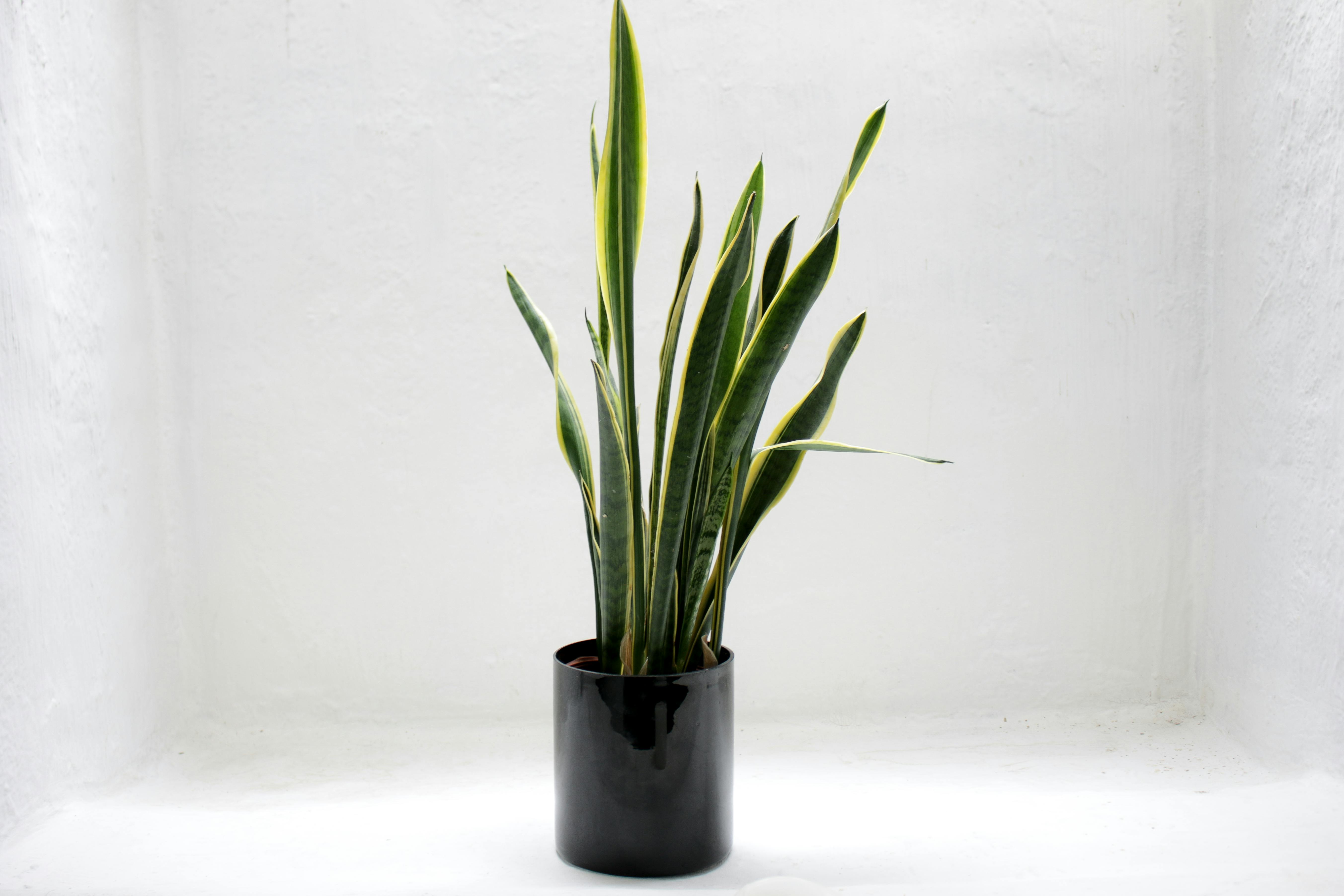 Snake Plant Leaves Falling Over: Causes and Fixes