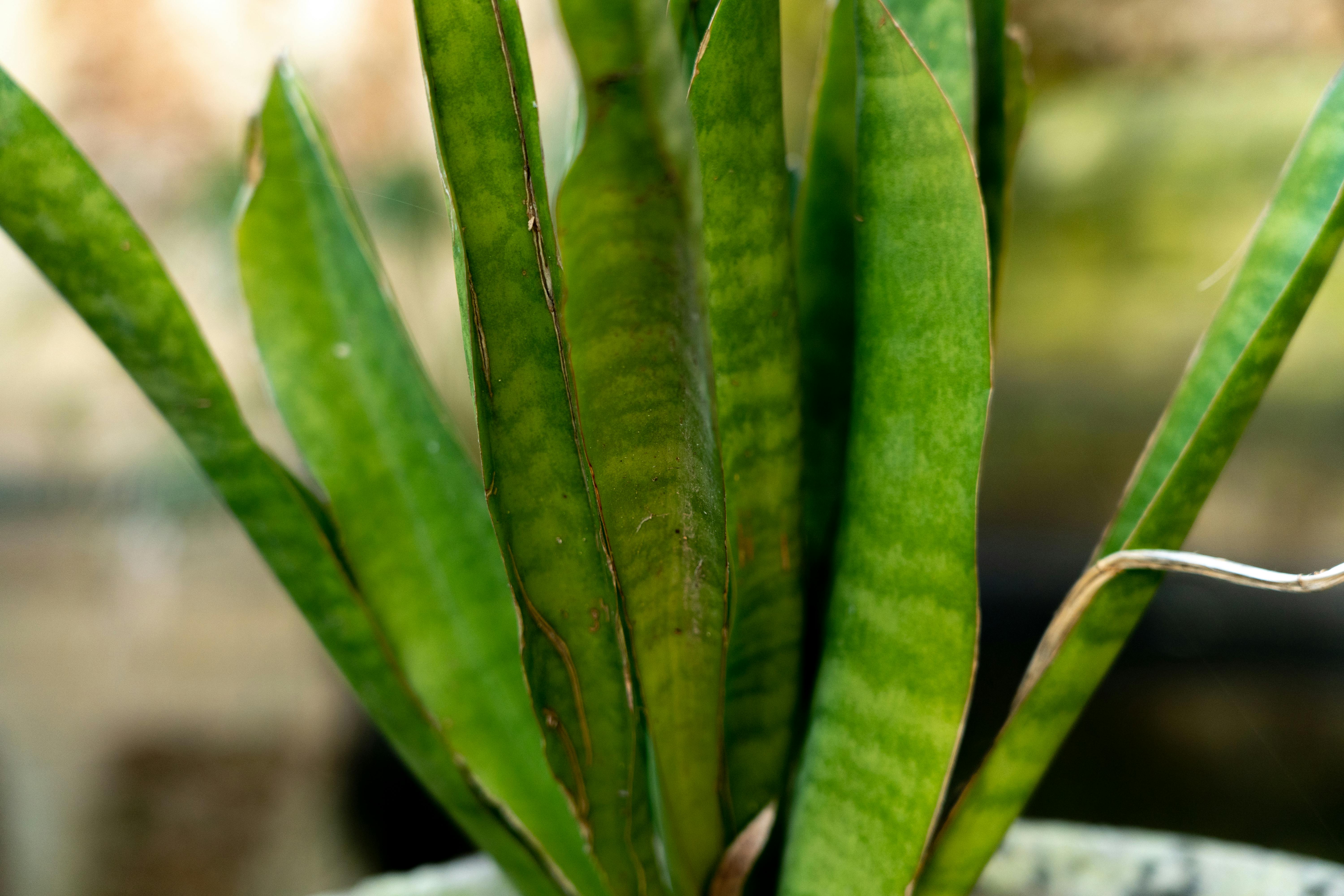 Snake Plant Propagation Options