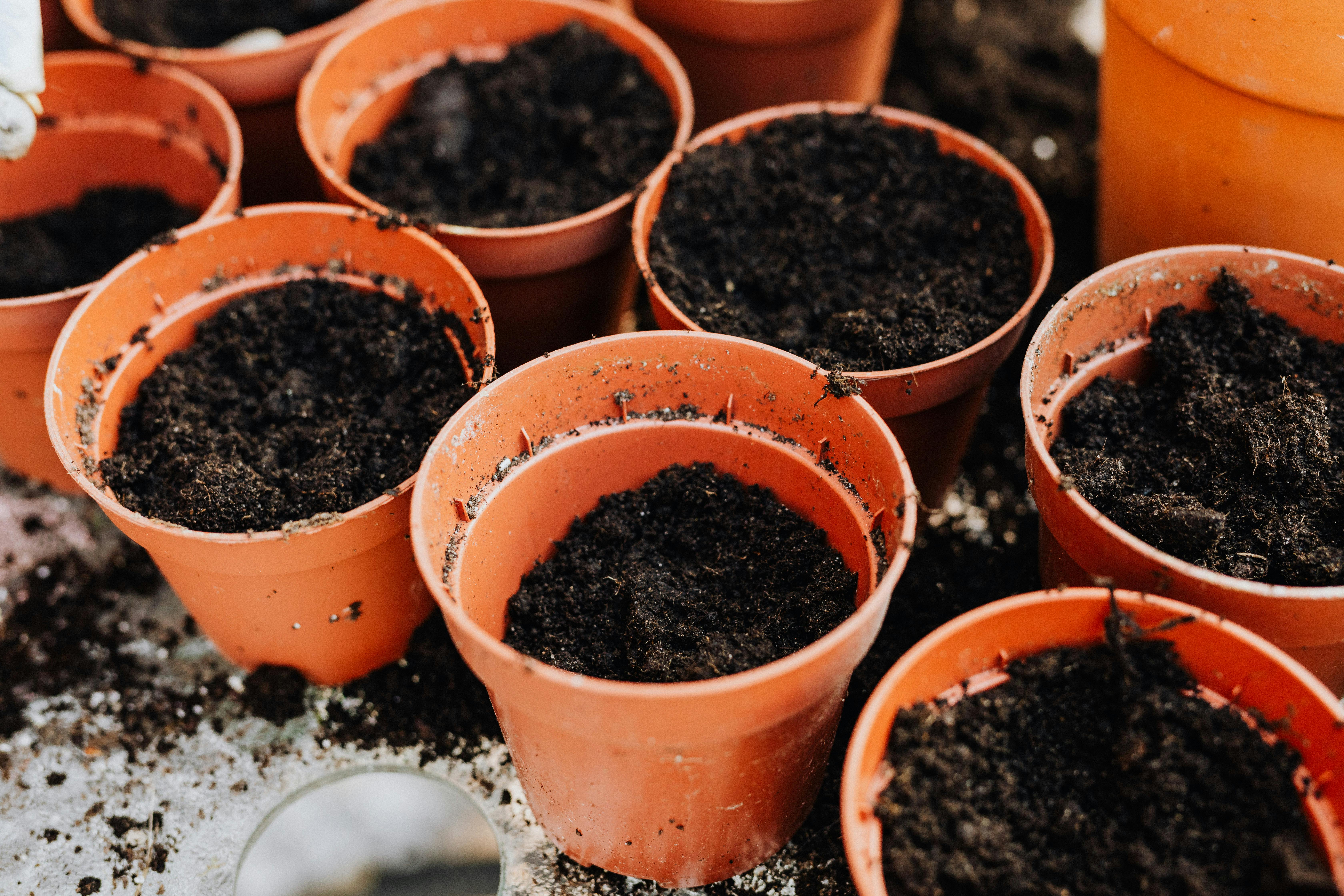 Best Potting Soil for Indoor Plants