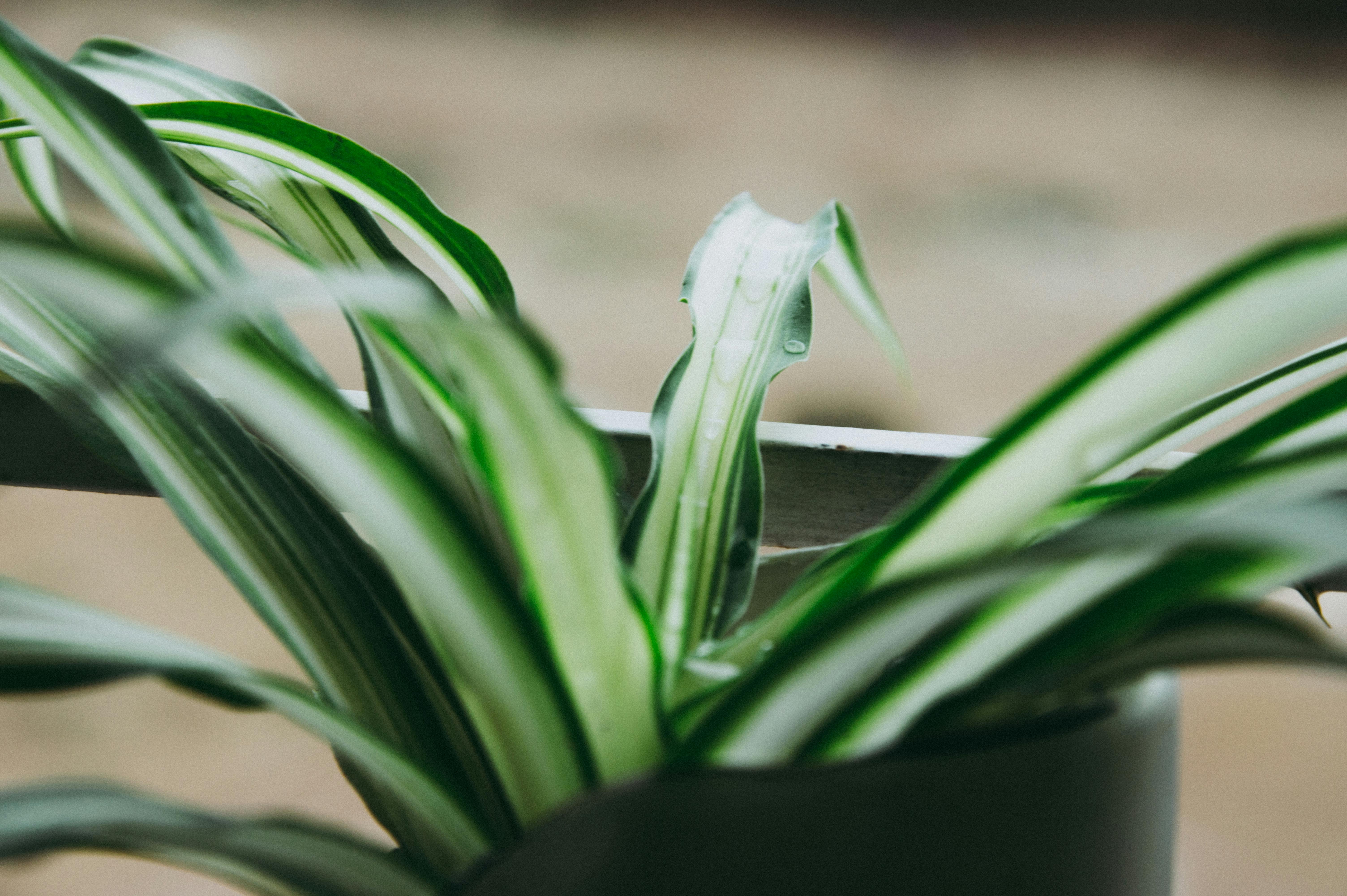 Spider Plant Babies: Cut, Root, and Pot Up
