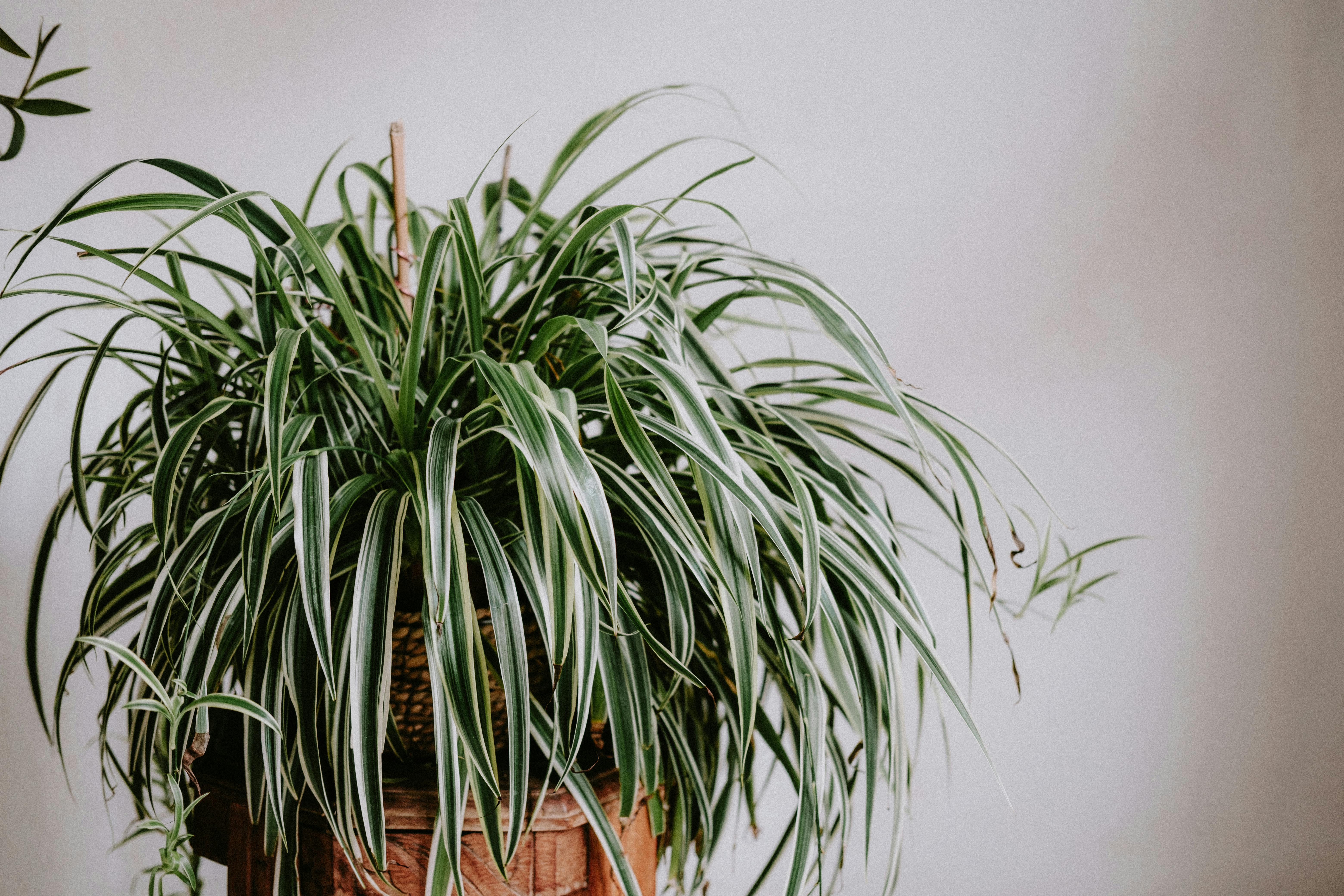 Spider Plant Care and Propagation
