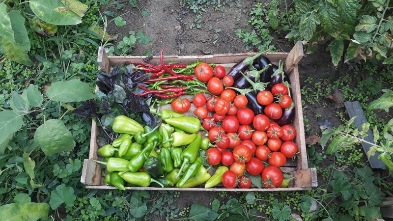 Square Foot Gardening: High-Yield Vegetables in Small Space