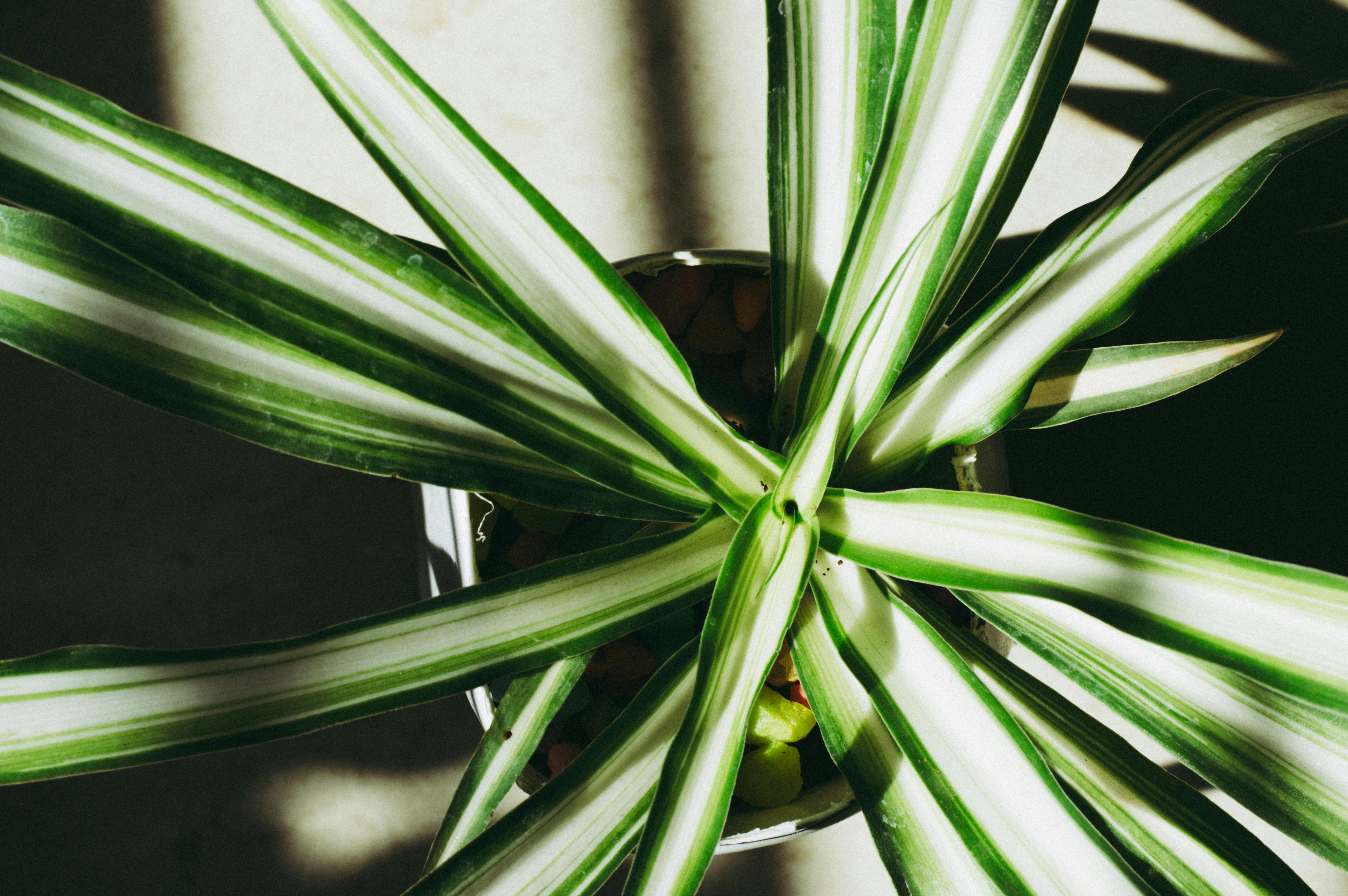 Stop Spider Plant Brown Tips